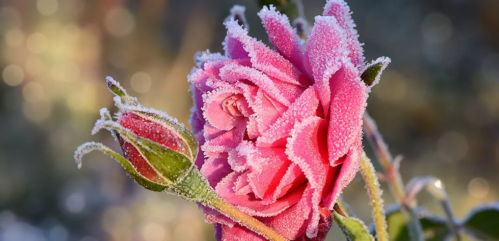 想要月季安全過(guò)冬開(kāi)花翻倍？這份過(guò)冬攻略請(qǐng)查收