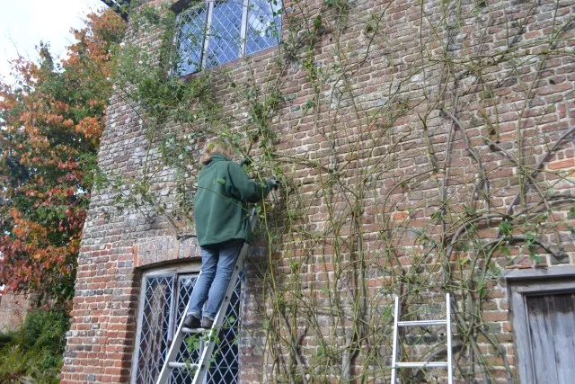 冬天做好這幾步，來(lái)年藤月爬滿墻~~