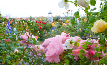 開啟園藝新零售！這家企業(yè)要在“2019中國（長興）花木大會”呼風喚雨！