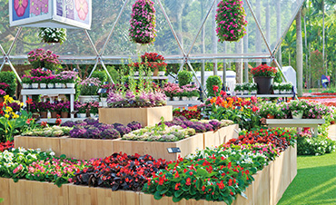 超72.6萬客流，虹越承接深圳花展核心區(qū)，打造現(xiàn)象級花展