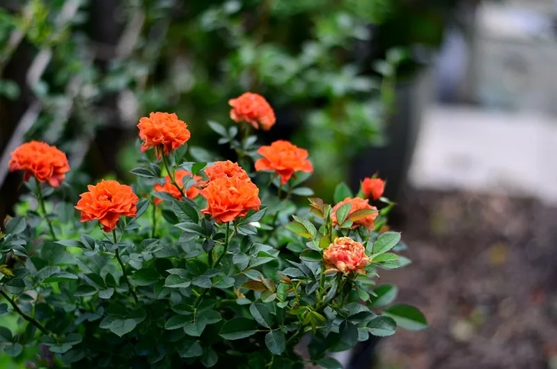 趁著天熱給月季花苞“剪幾刀”，秋花又大又密