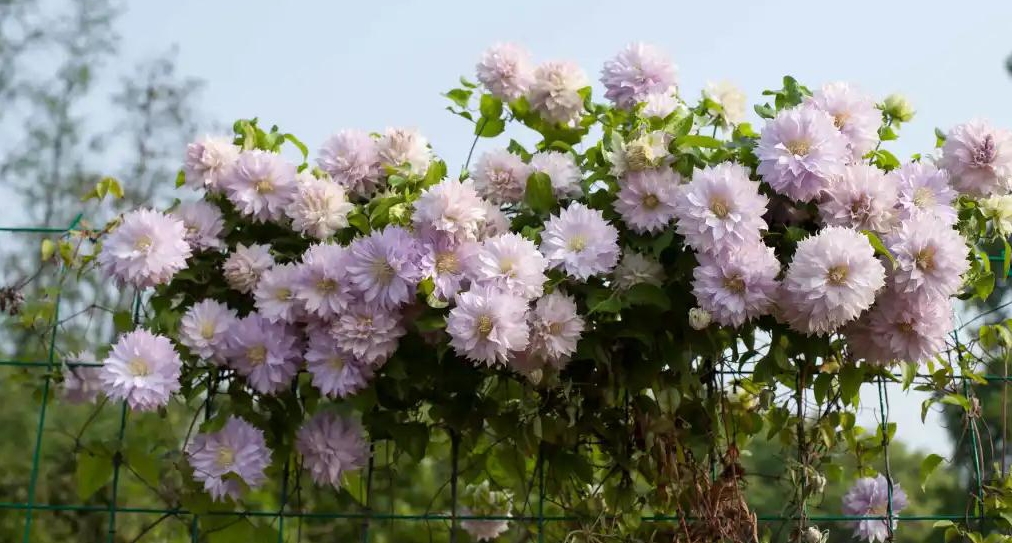 小空間也能美上天，你的花園真的很需要她！