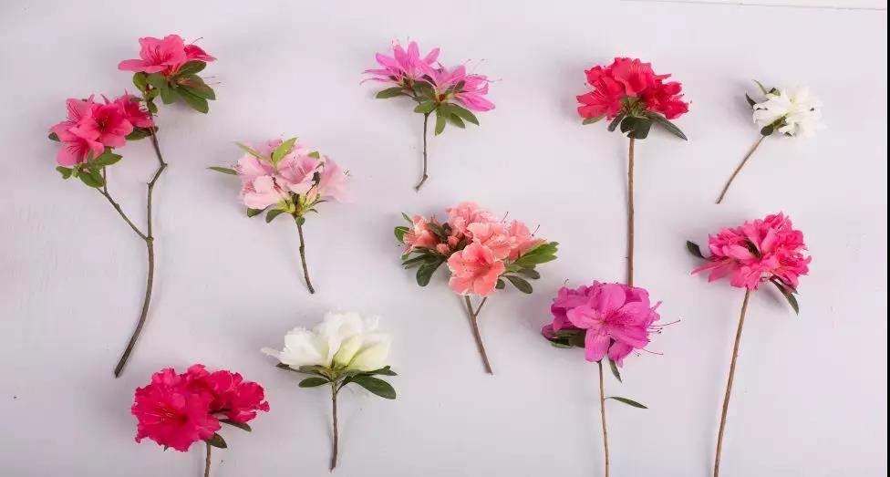 多季開花的爆花機(jī)器，給你的花園點(diǎn)顏色看看！