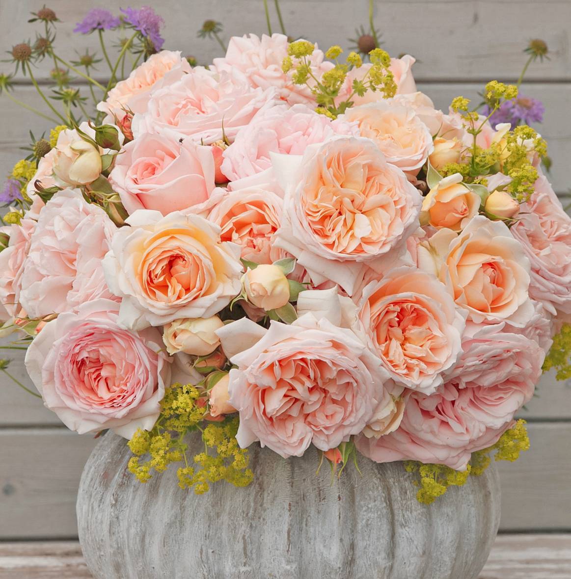 ADR測試認(rèn)證！帶你了解什么才是真正的抗病月季