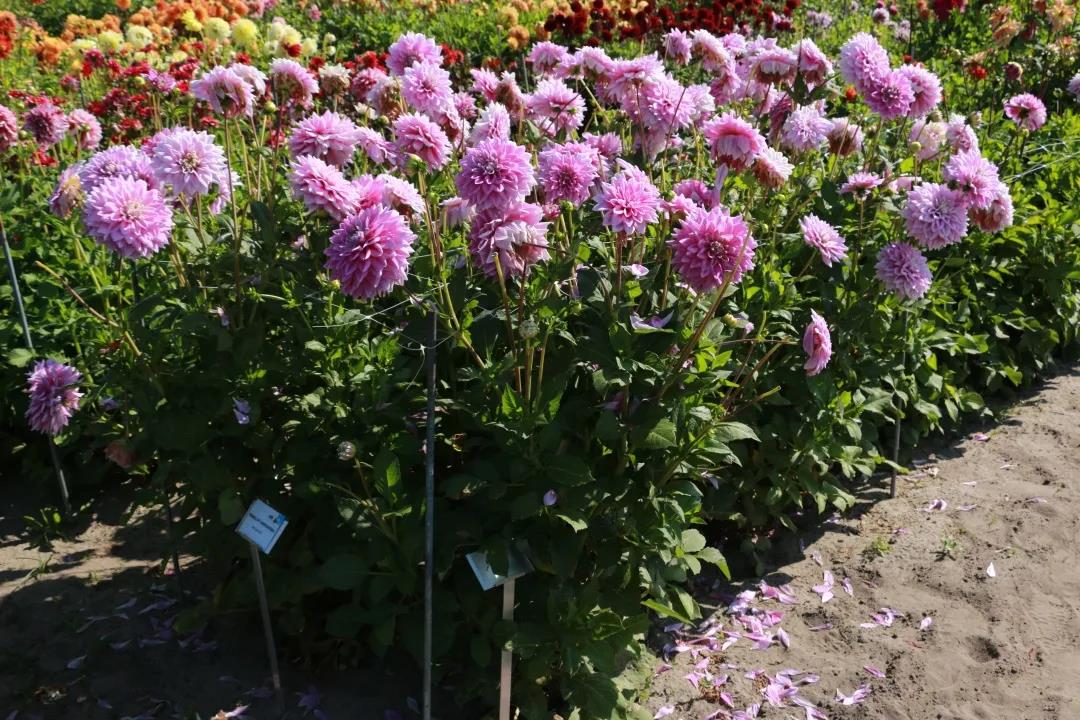 大麗花養(yǎng)護全指南，夏天收獲一片花海