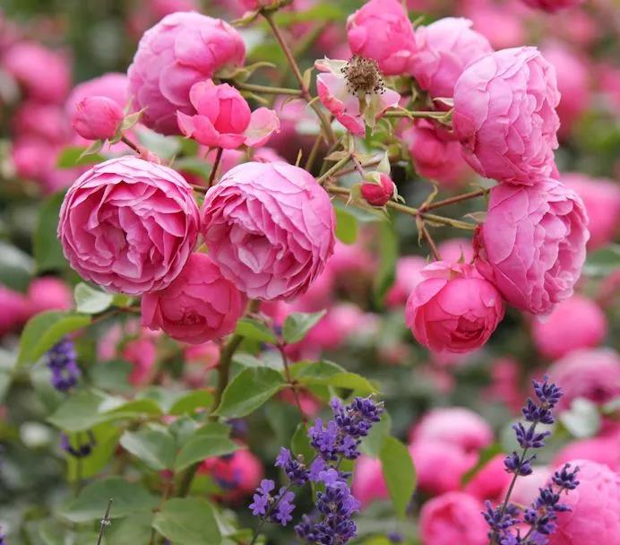 我家小可愛一直不開花，你確定這6件事都做對了嗎