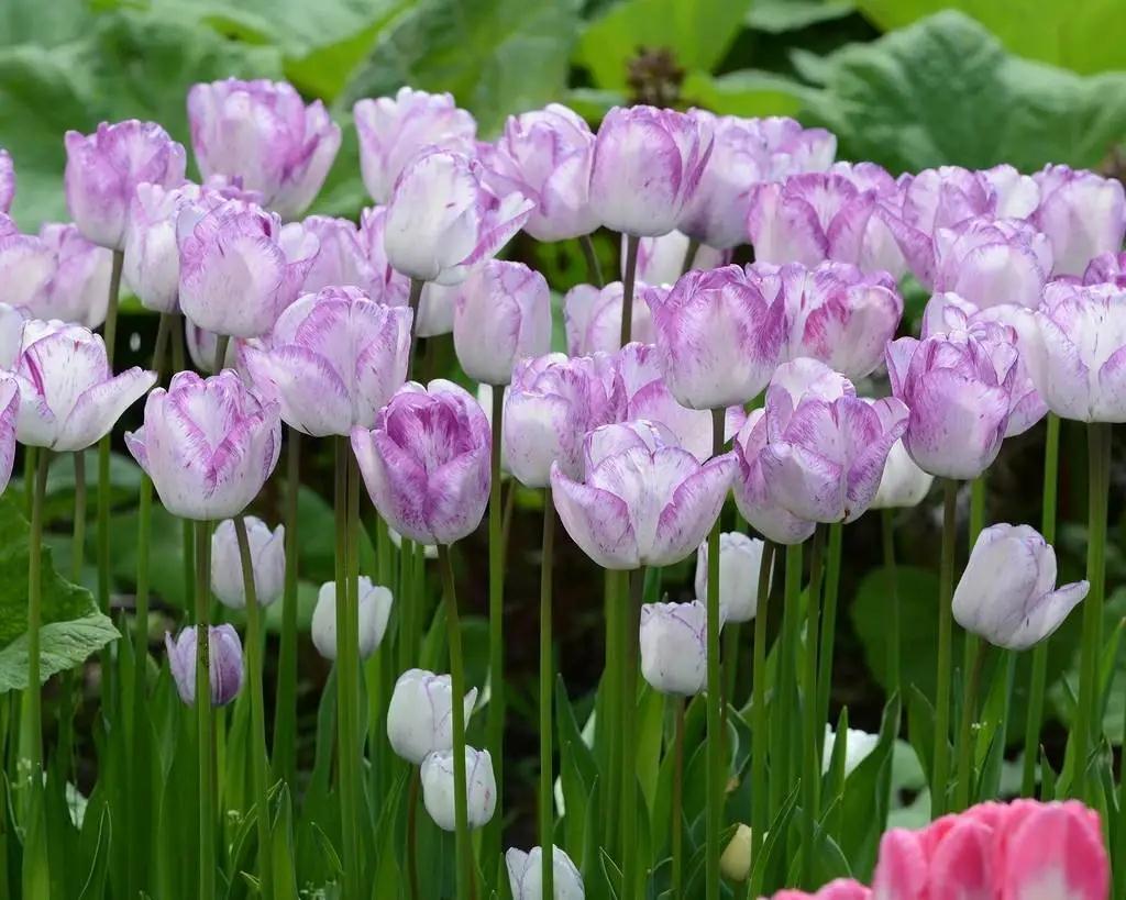 新手必看，郁金香要這么種才對呀 | 球根花卉超好種?問答篇第3期