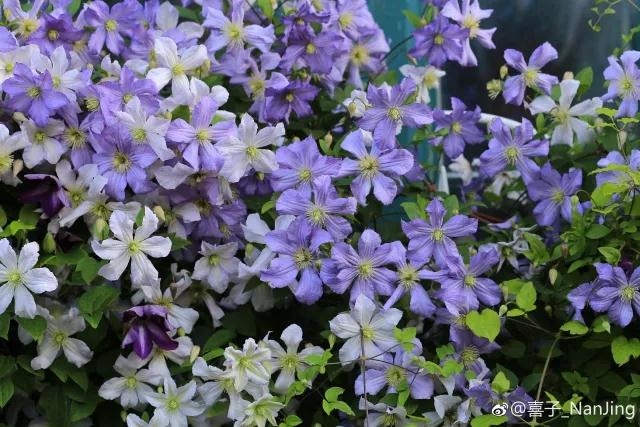 花之信 | ?傳說中的三類鐵怎么種？小鐵大神告訴你！