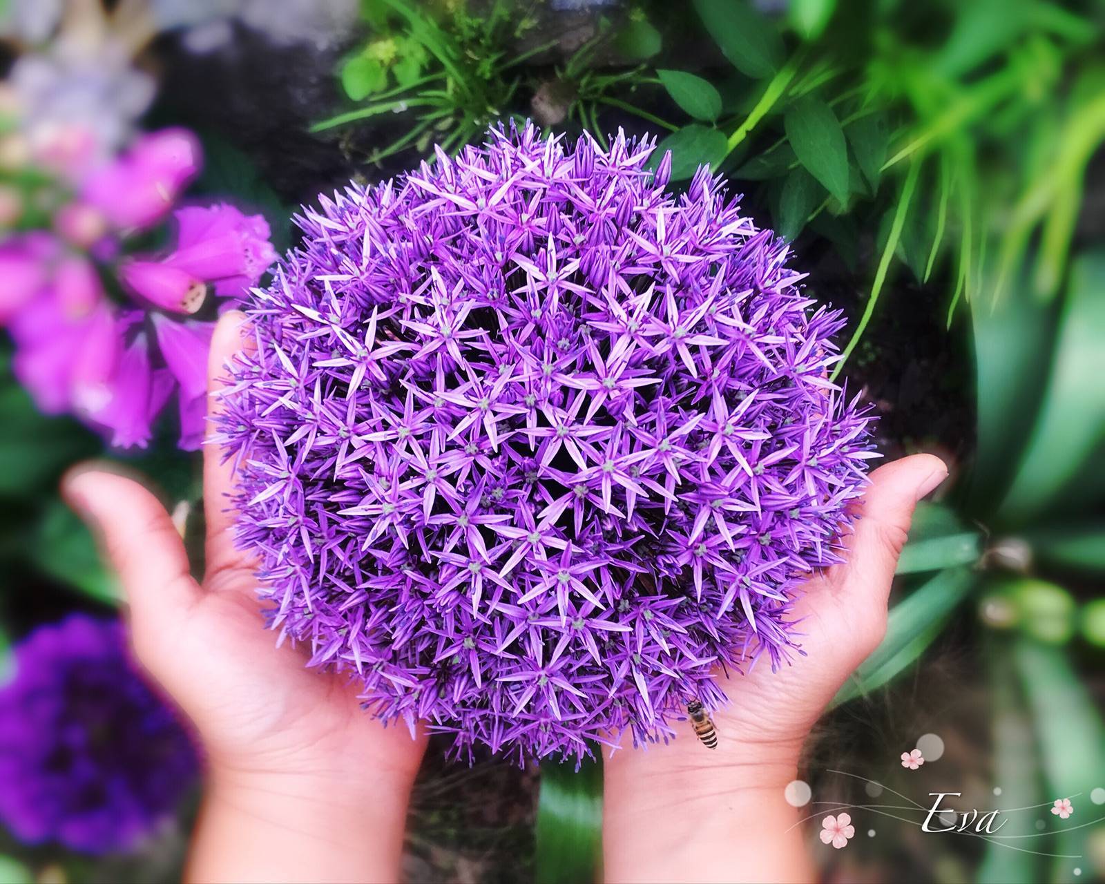 關于大花蔥，你想知道的都在這 | 球根花卉超好種·問答篇第1期