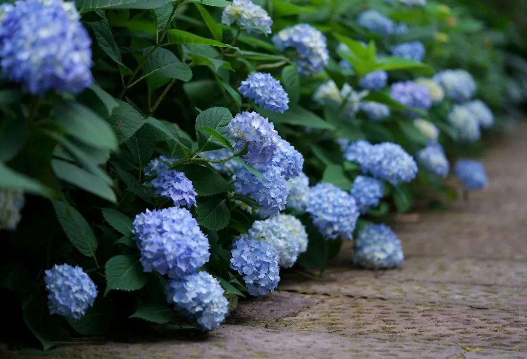 你真的了解繡球么？園藝大神上線，詳解關(guān)于繡球的一切