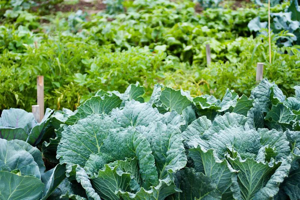 變身創(chuàng)意花園！邊角地也能治愈城市生活～