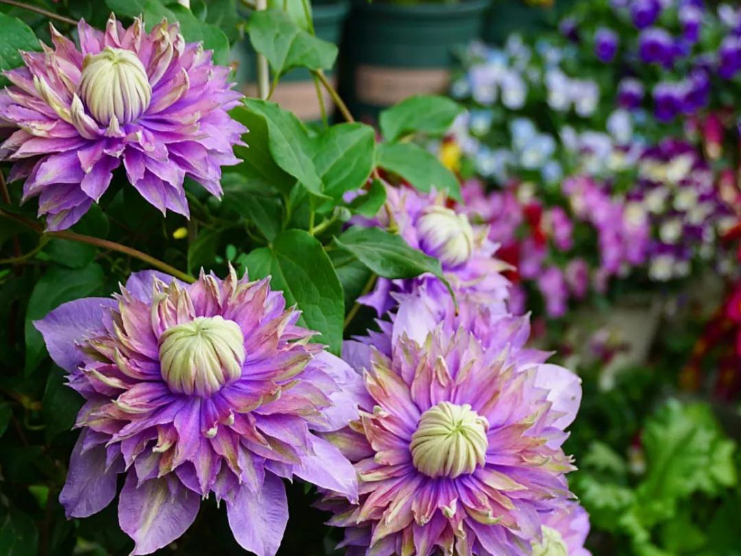 如何在小空間種出大花量的驚艷效果？選艾維森大道鐵線蓮就對了！