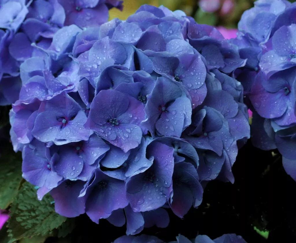 繡球究竟有多美，看了這17款進(jìn)口新品種后立馬沉醉