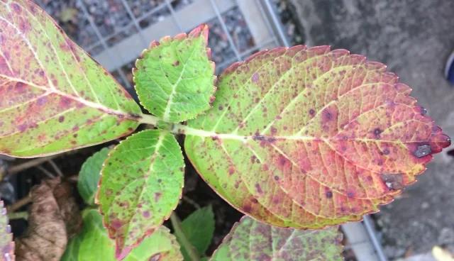 雨雨雨的日子，你家花花草草做好應(yīng)對準(zhǔn)備了嗎？