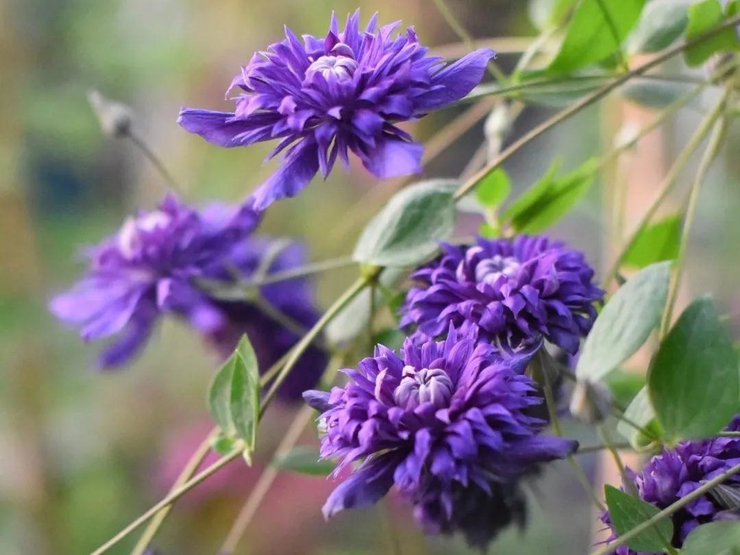 HI~美得冒泡的新品鐵線蓮，都藏在這篇選品指南里了