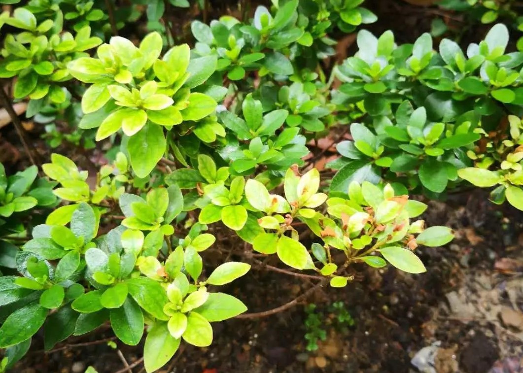 夏天植物狀態(tài)差？別急，看看是不是這5個典型問題