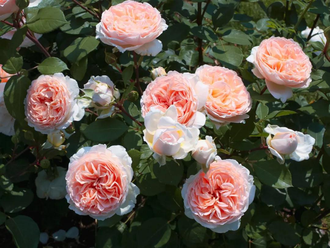 顏值即正義！新品月季人氣top10，你最愛哪一款？