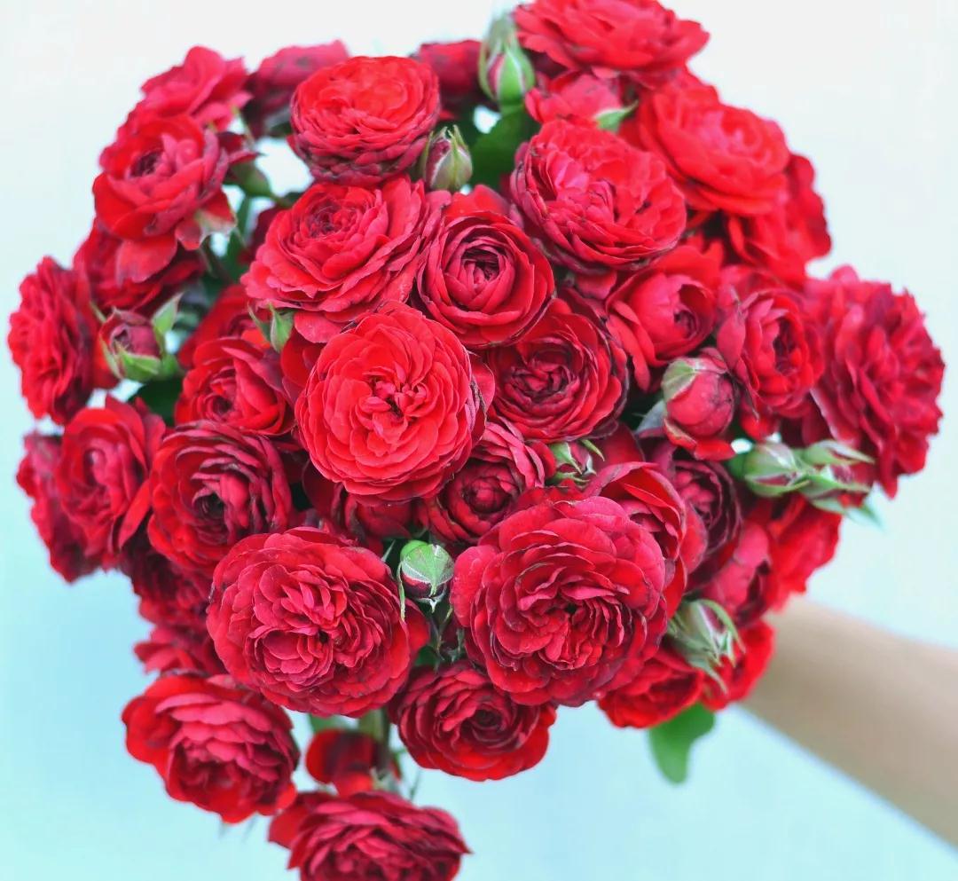 她來自月季魔鬼訓(xùn)練營(yíng)，優(yōu)秀到整個(gè)城市為她冠名！