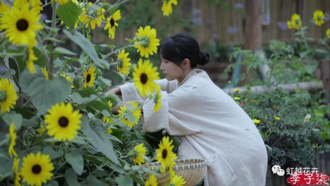 李子柒的向日葵，竟然是之前全網(wǎng)賣斷貨的它？