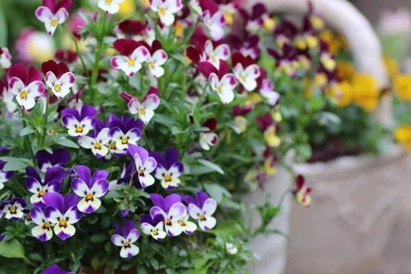 植物界第一萌寵，一大波小兔子等你帶回家