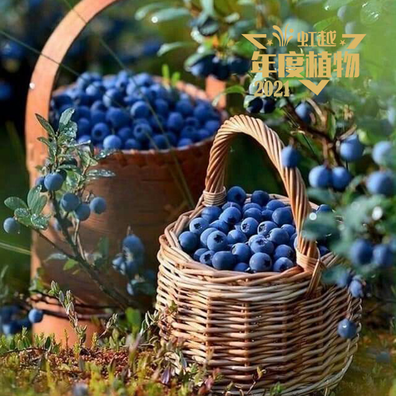 虹安 藍(lán)莓‘虹越1號’