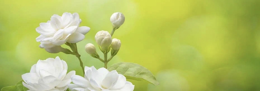 花開(kāi)半年的人間第一香，還有哪些驚喜是我們不知道的