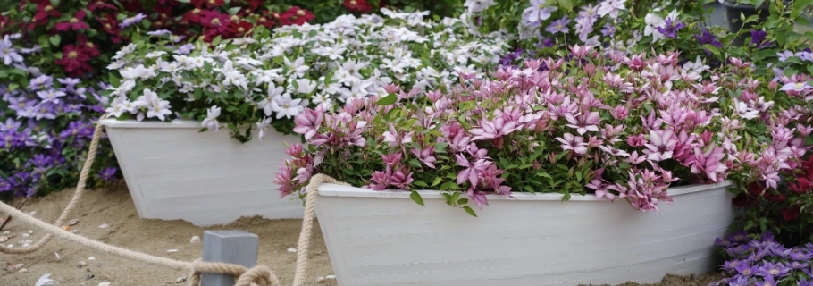 趕上這一波換盆，你的小鐵將在春天蹭蹭蹭飛長