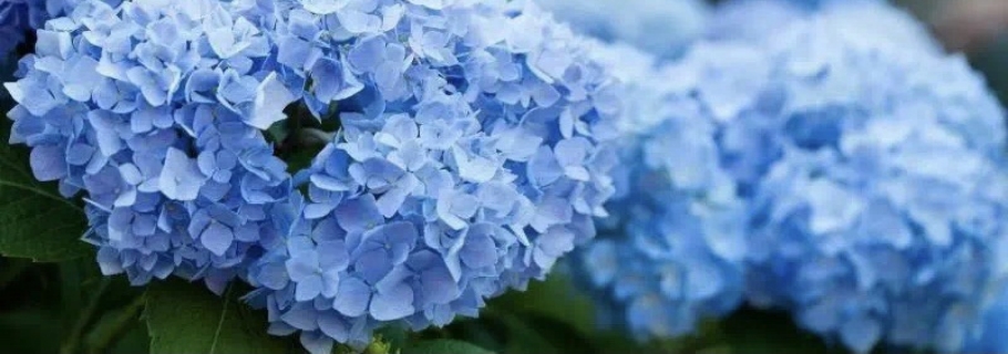 調(diào)藍(lán)的滋味，繡球和你都想了解