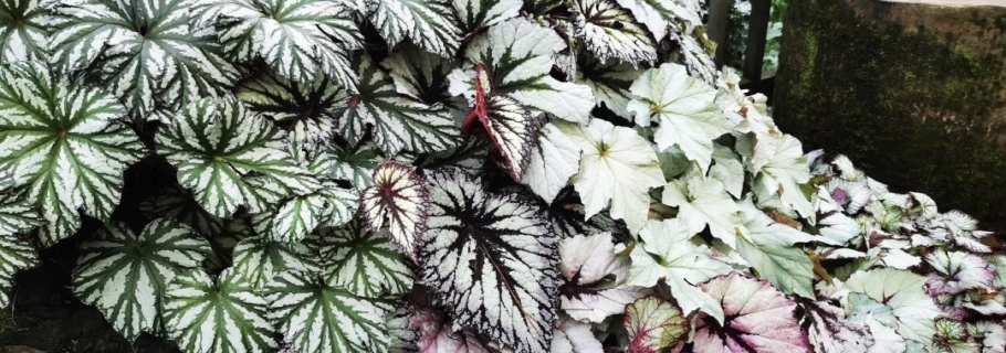 若你喜歡觀葉，其實她很美 | 園藝百科·秋海棠