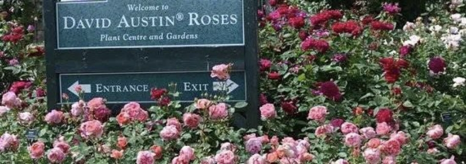 英國(guó)奧斯汀月季新品超強(qiáng)陣容亮相，遠(yuǎn)期預(yù)售重磅回歸！