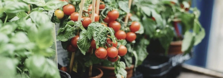 陽(yáng)臺(tái)種上一棵小番茄，在家收獲向往的生活