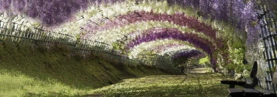 20年都不開花的紫藤，只能拿來燒火了嗎？？？