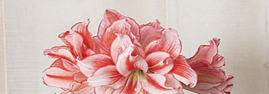 “這是我養(yǎng)過最劃算的球根，沒有之一！”