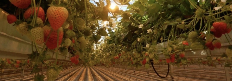 實現(xiàn)鮮嫩甜美的草莓自由，你得這么做