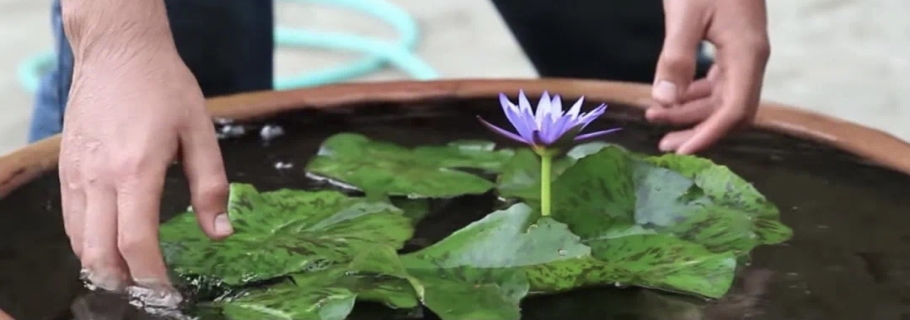 多余的大盆不要扔， 留著種睡蓮，驚艷所有人