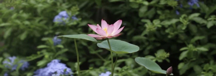 碗蓮：雖然我個(gè)頭小，但我美麗又好玩！