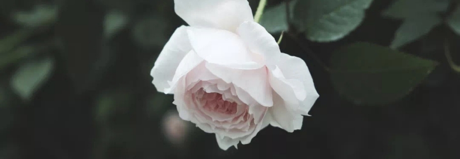 關(guān)于月季抹芽這件事，老師已經(jīng)說倦了~