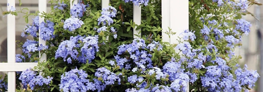 神仙顏值的開(kāi)花勞模，送你一個(gè)藍(lán)色的清涼夏天