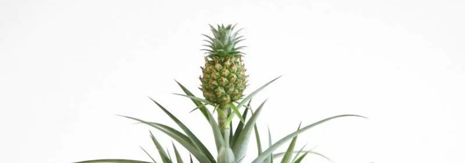 家里種菠蘿的快樂(lè)，你值得擁有！