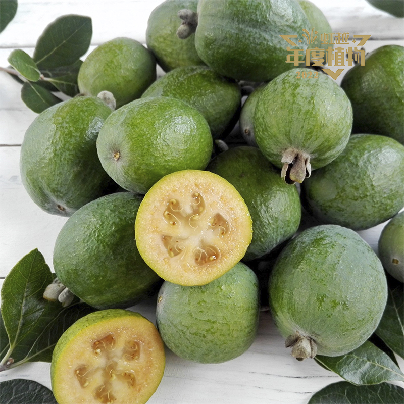 虹安? 菲油果‘安德?！?>
                <div   id=