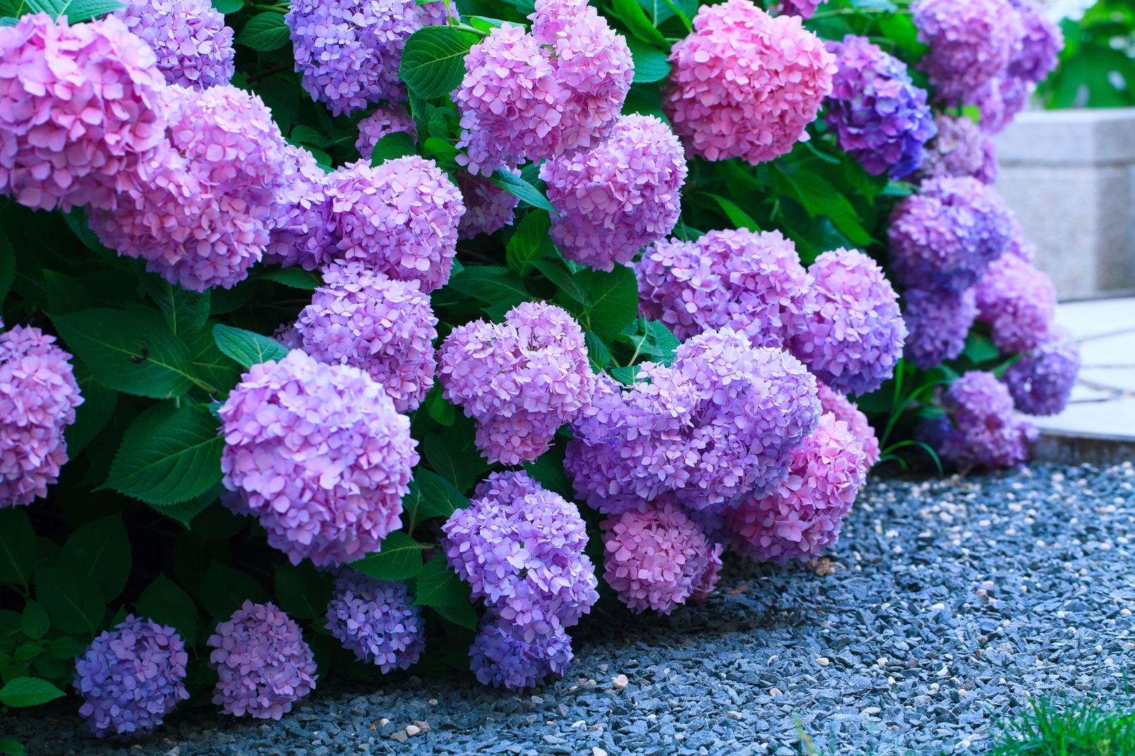 繡球明年想要爆花，抓住這波冬季修剪好時(shí)機(jī)