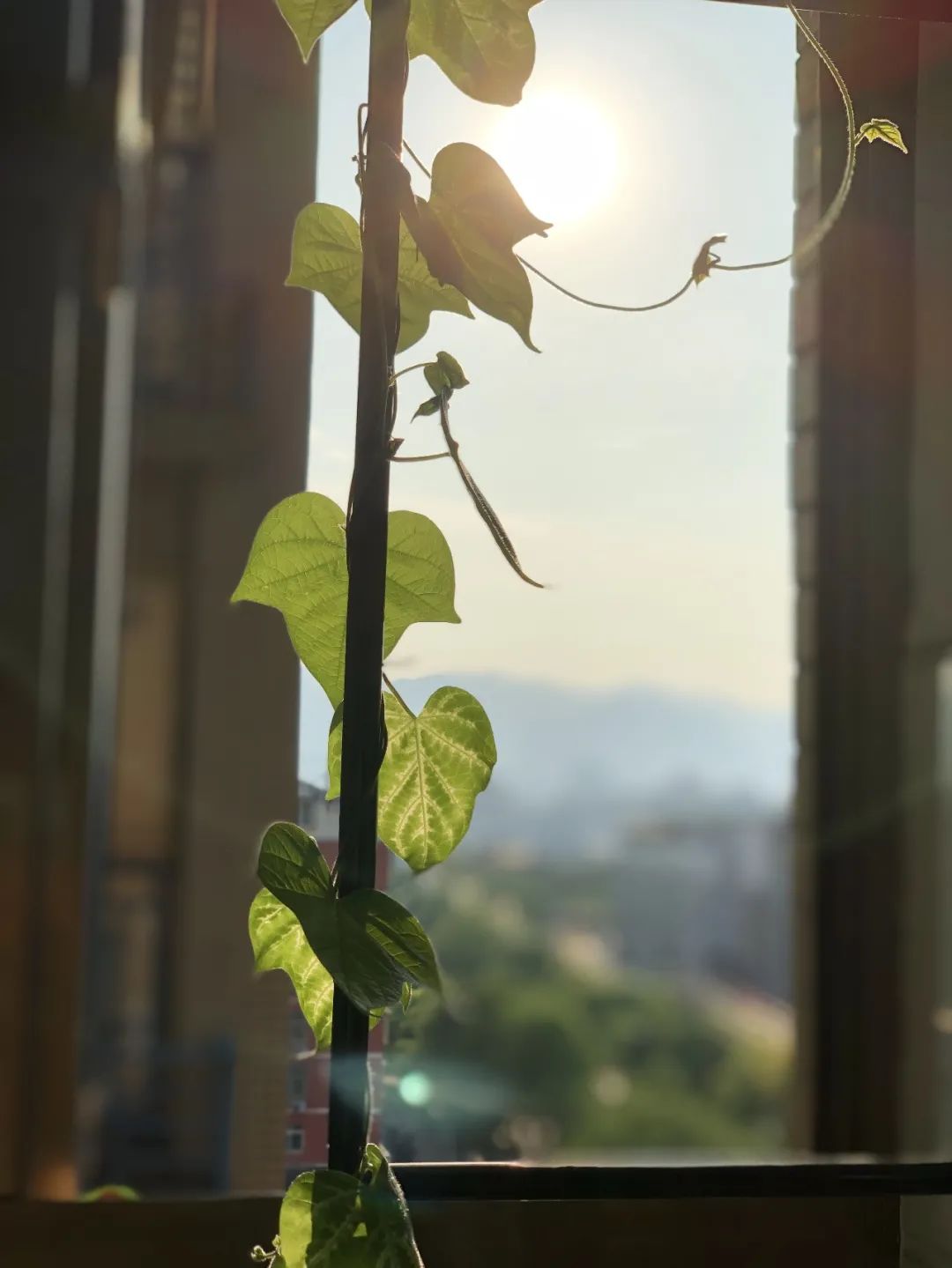 她在封閉陽臺，種出鋪天蓋地的牽?！∩帧?/>
    	    	
        </a>
        <h3>
                        <a target=