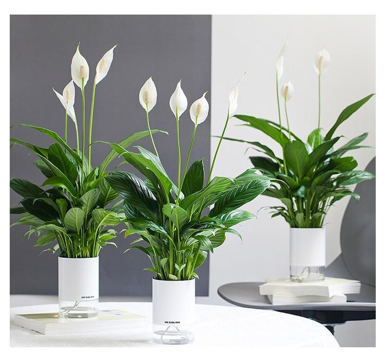 會(huì)自己喝水的神仙植物，可比假花省心多啦