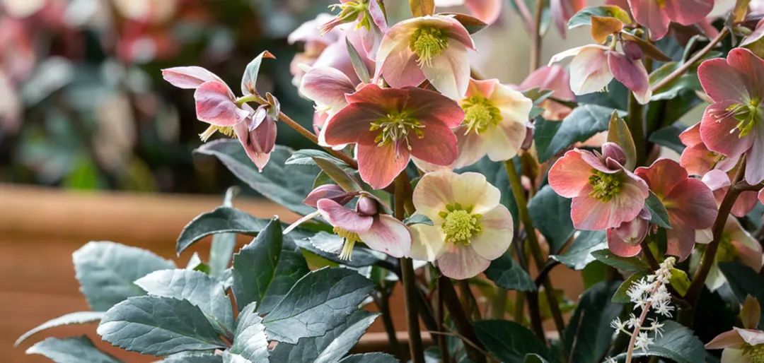 比玫瑰更燦爛，鐵筷子才是360度無死角的仙女花！