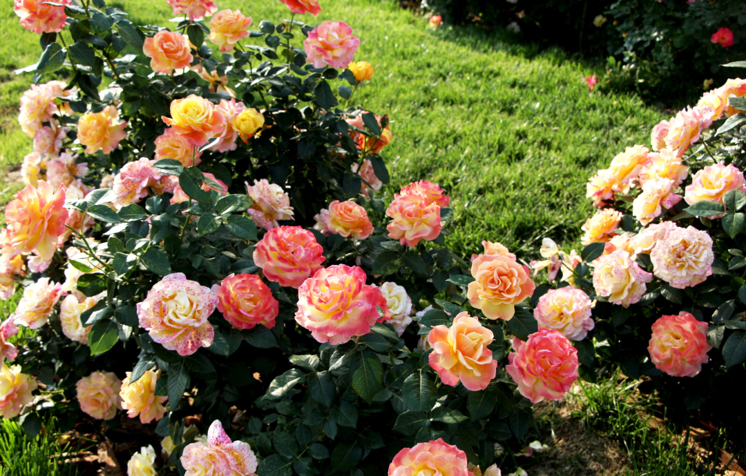 俞紅強(qiáng)×虹越 | 秀外慧中，天性皮實，它們是天生的國月之光！