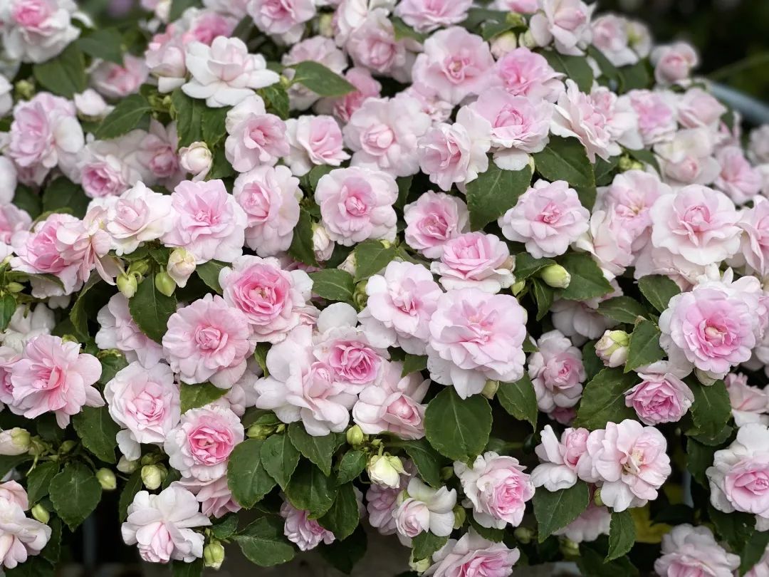 ‘平平無(wú)奇’小草花，爆成花球怎么就這么好看