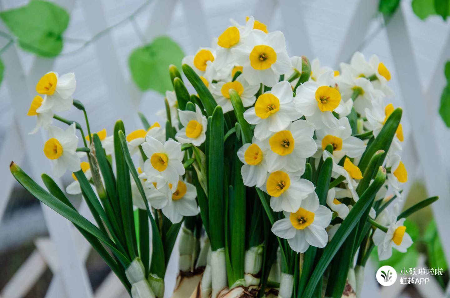 只要有水就滿室生香，難怪全世界都愛養(yǎng)它！