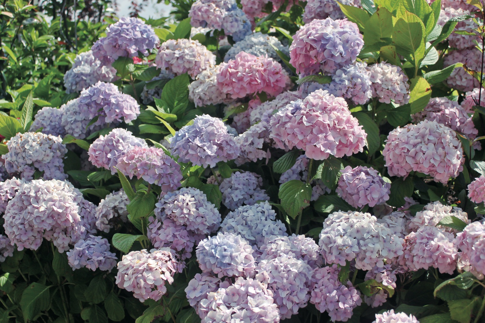 想要繡球花開成海？再不修剪就晚了！