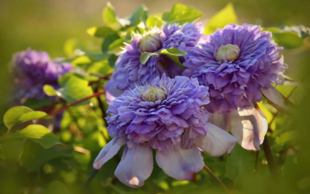 頂級神顏+輕松爆花，論優(yōu)秀你可以永遠(yuǎn)相信‘藍(lán)光’！