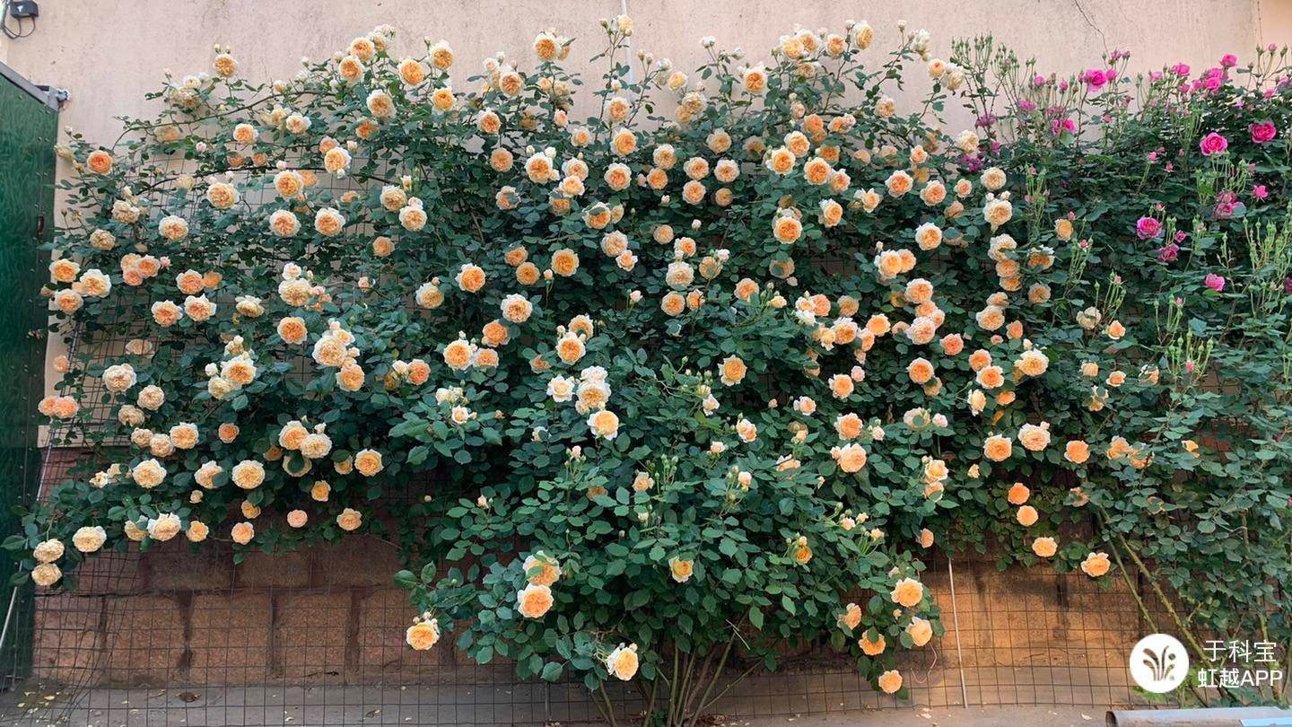 牙簽苗逆襲成十米月季花墻，兩年就足夠！